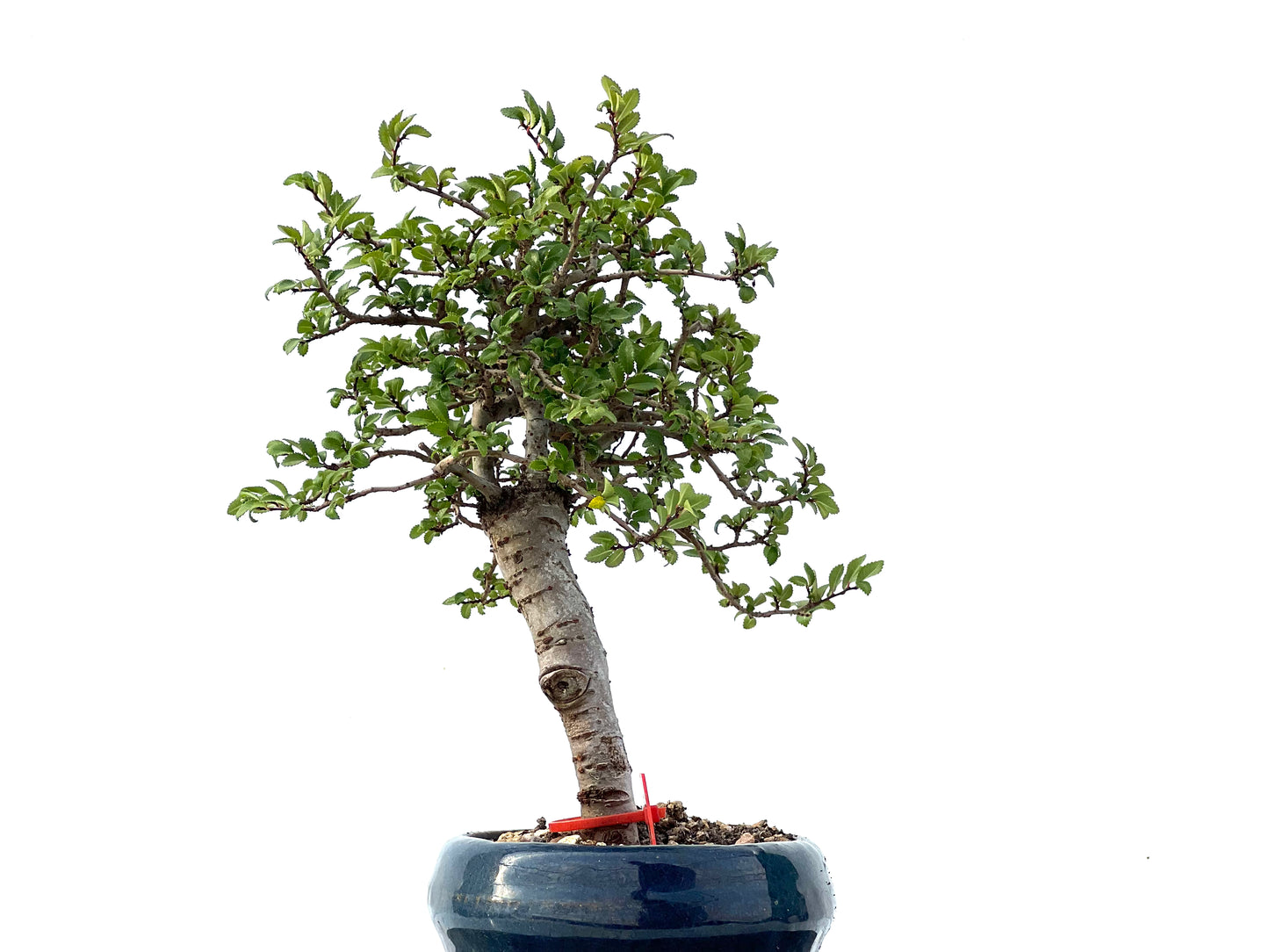 Ulmus Parvifolia 2344