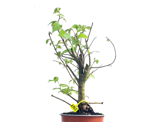 Ulmus Minor 3967