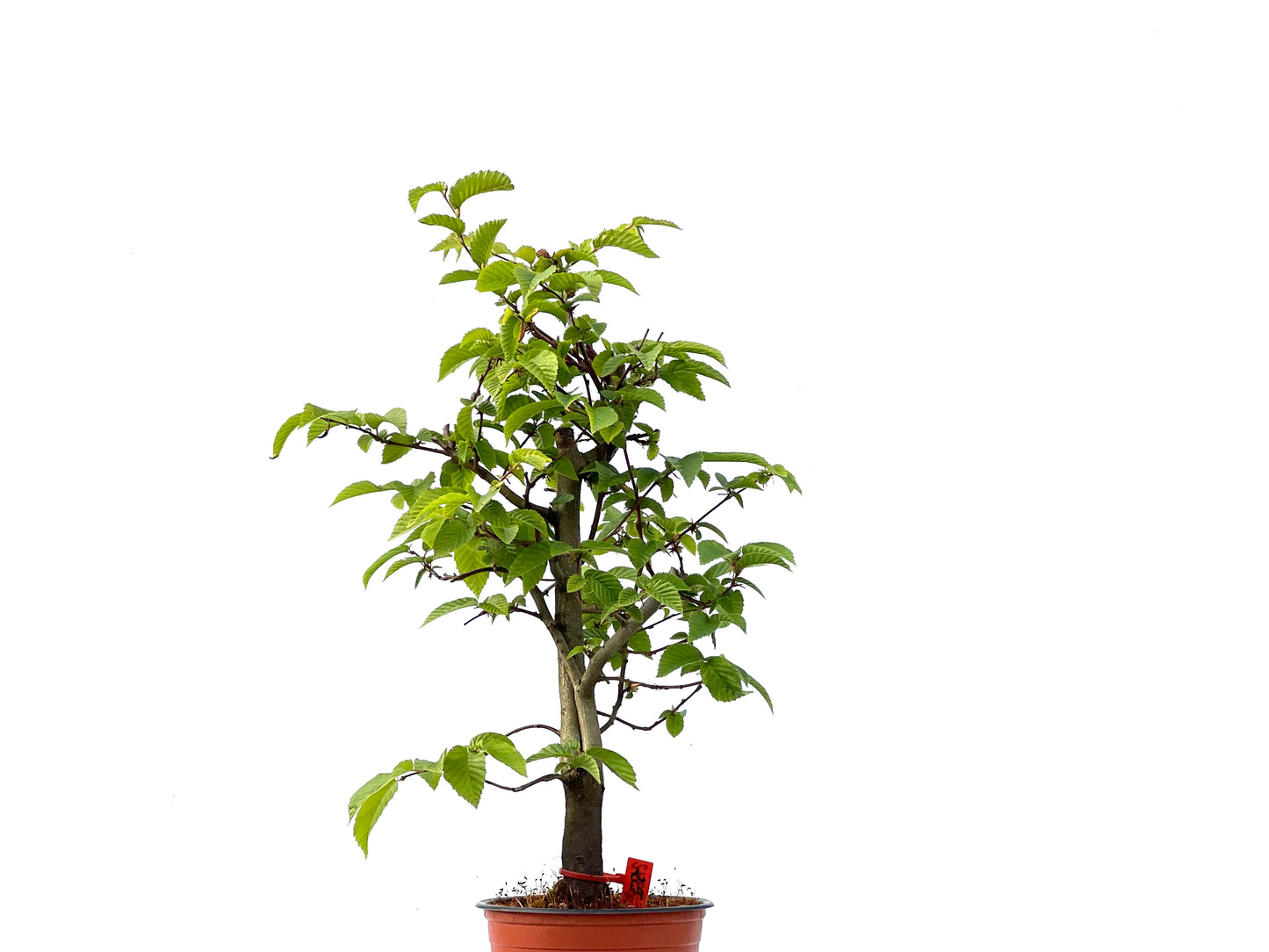 Carpinus Betulus 2342