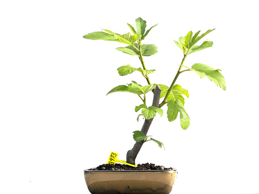 Ficus Carica 3973