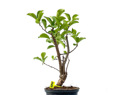 Celastrum Orbiculatus 2340