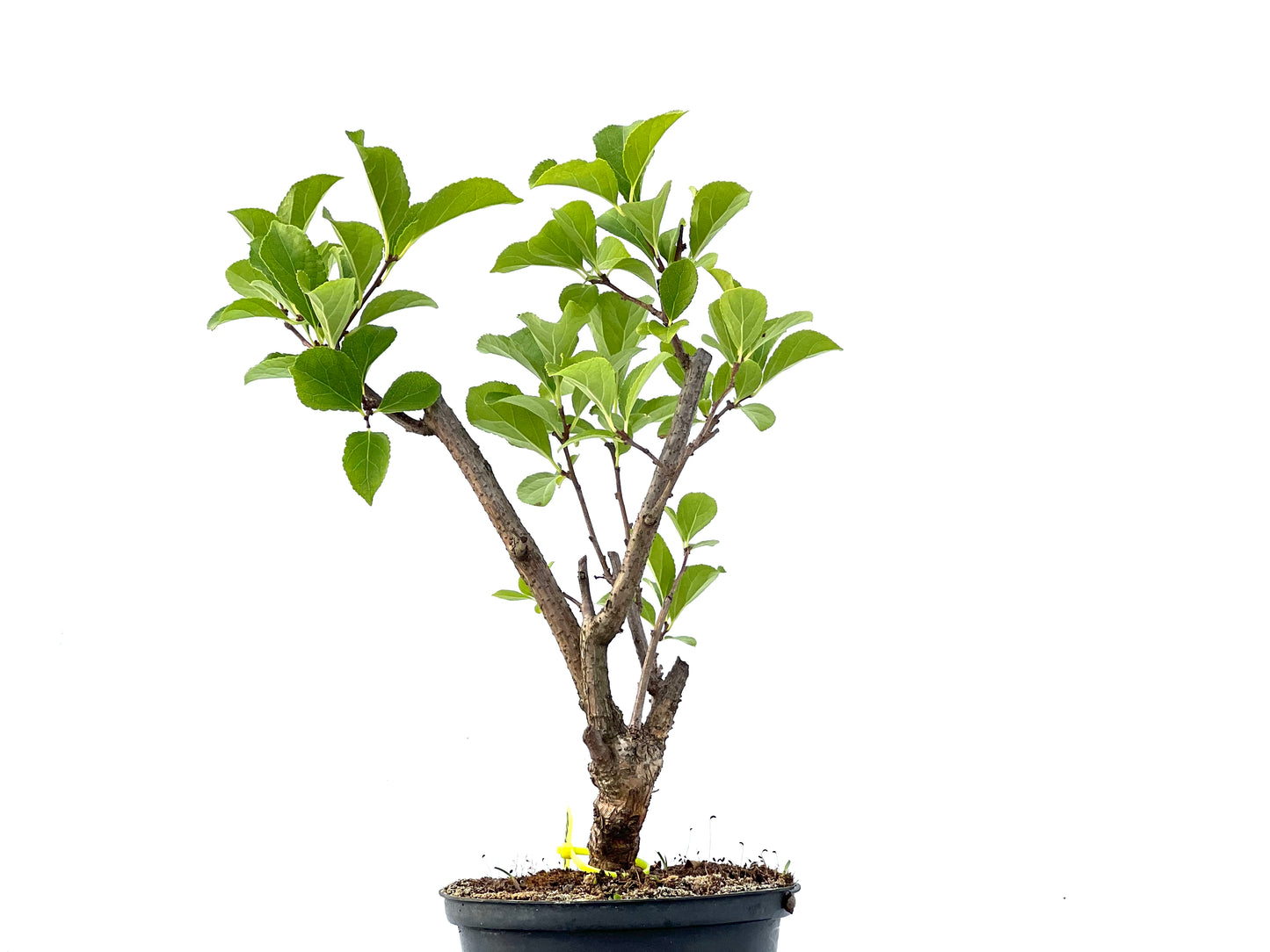 Celastrum Orbiculatus 2340