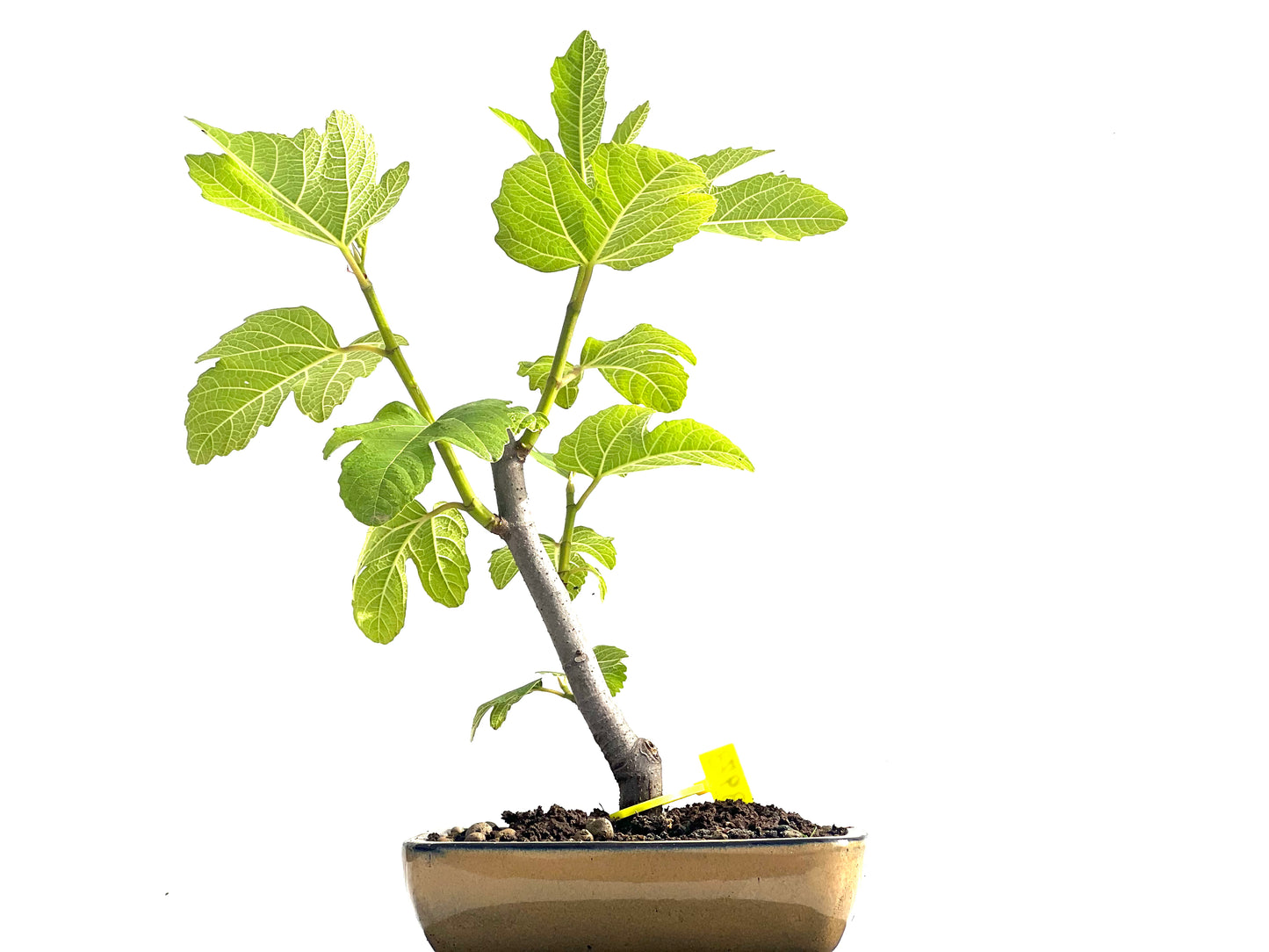 Ficus Carica 3973