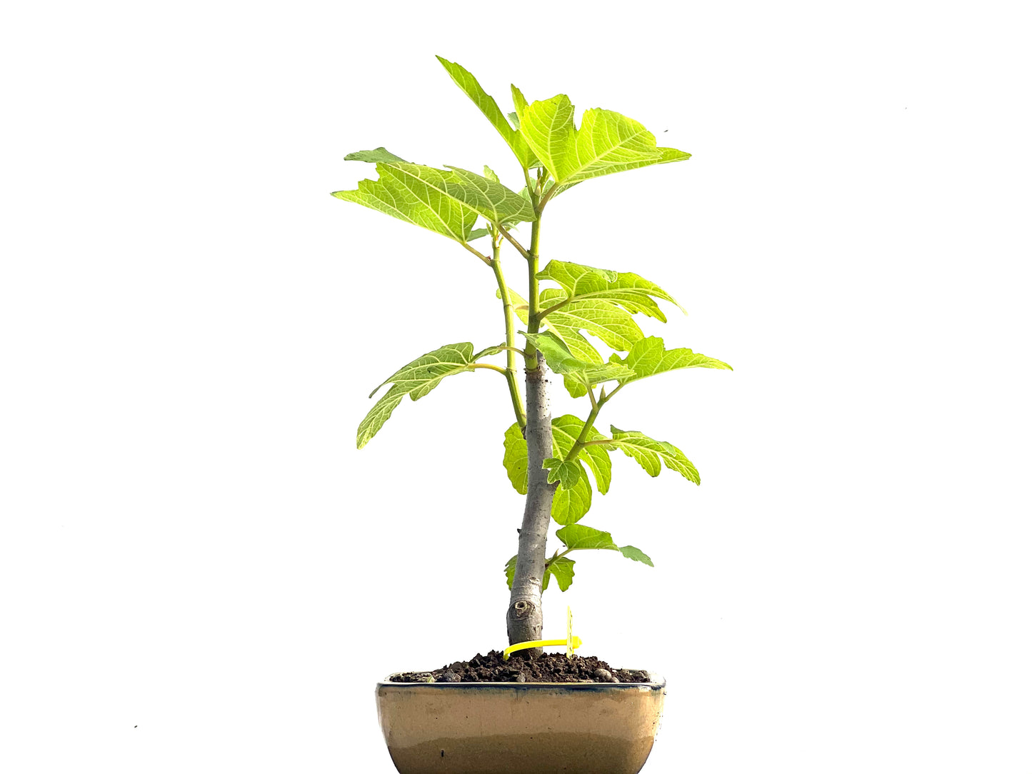 Ficus Carica 3973