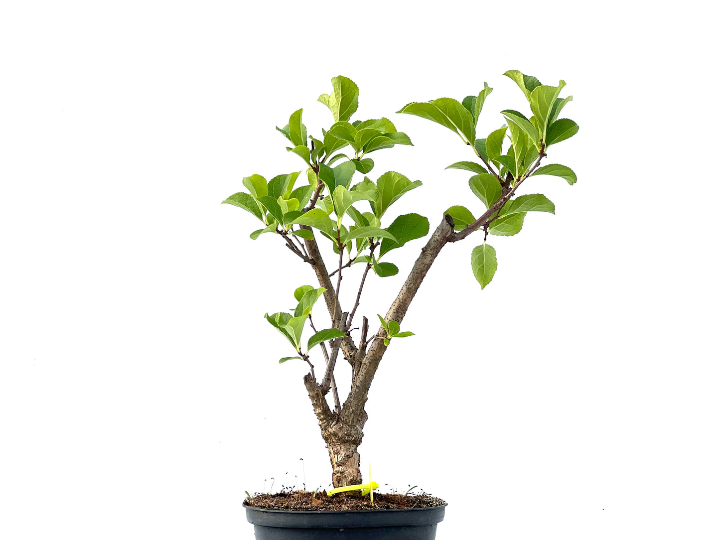 Celastrum Orbiculatus 2340