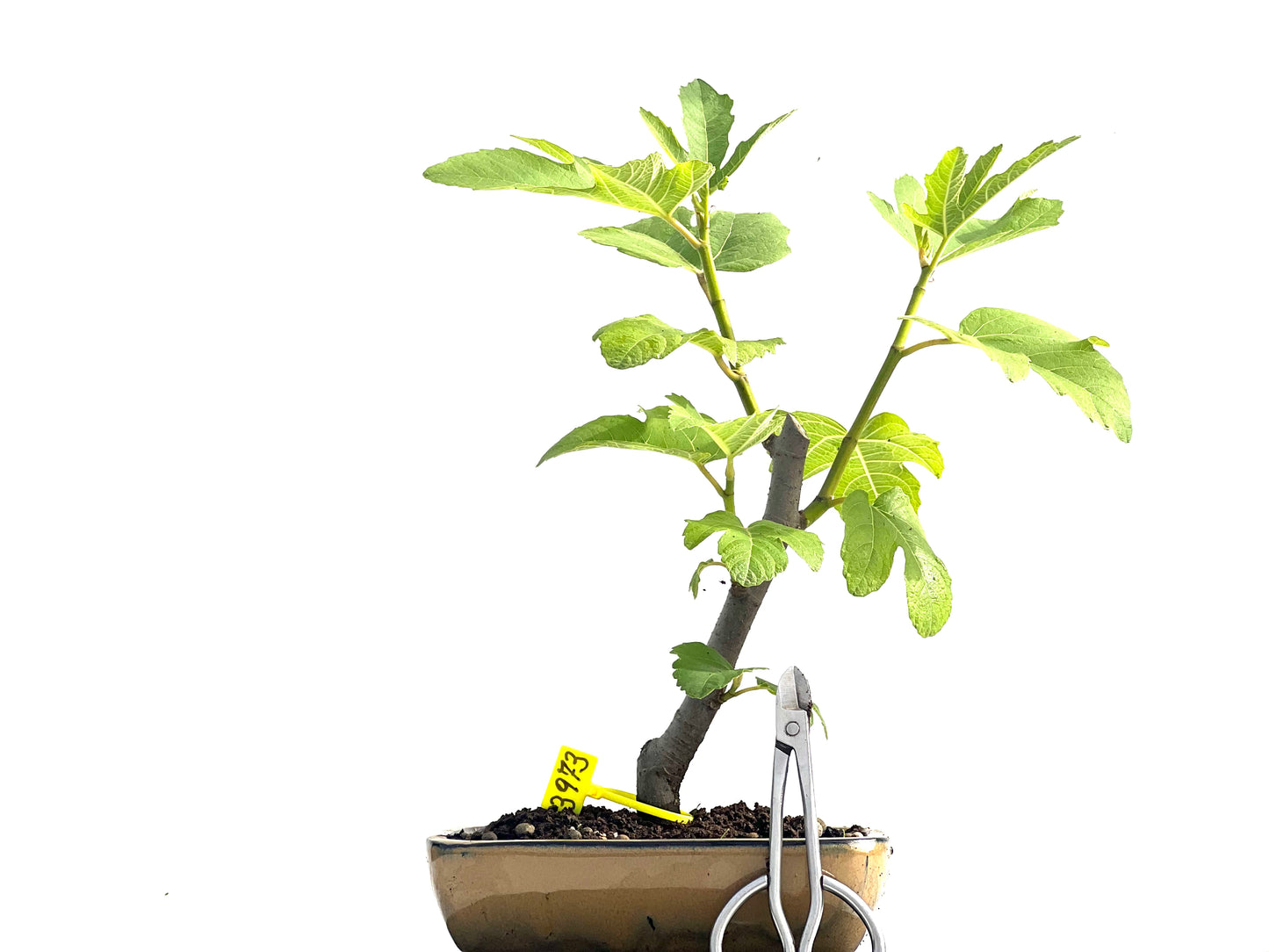 Ficus Carica 3973