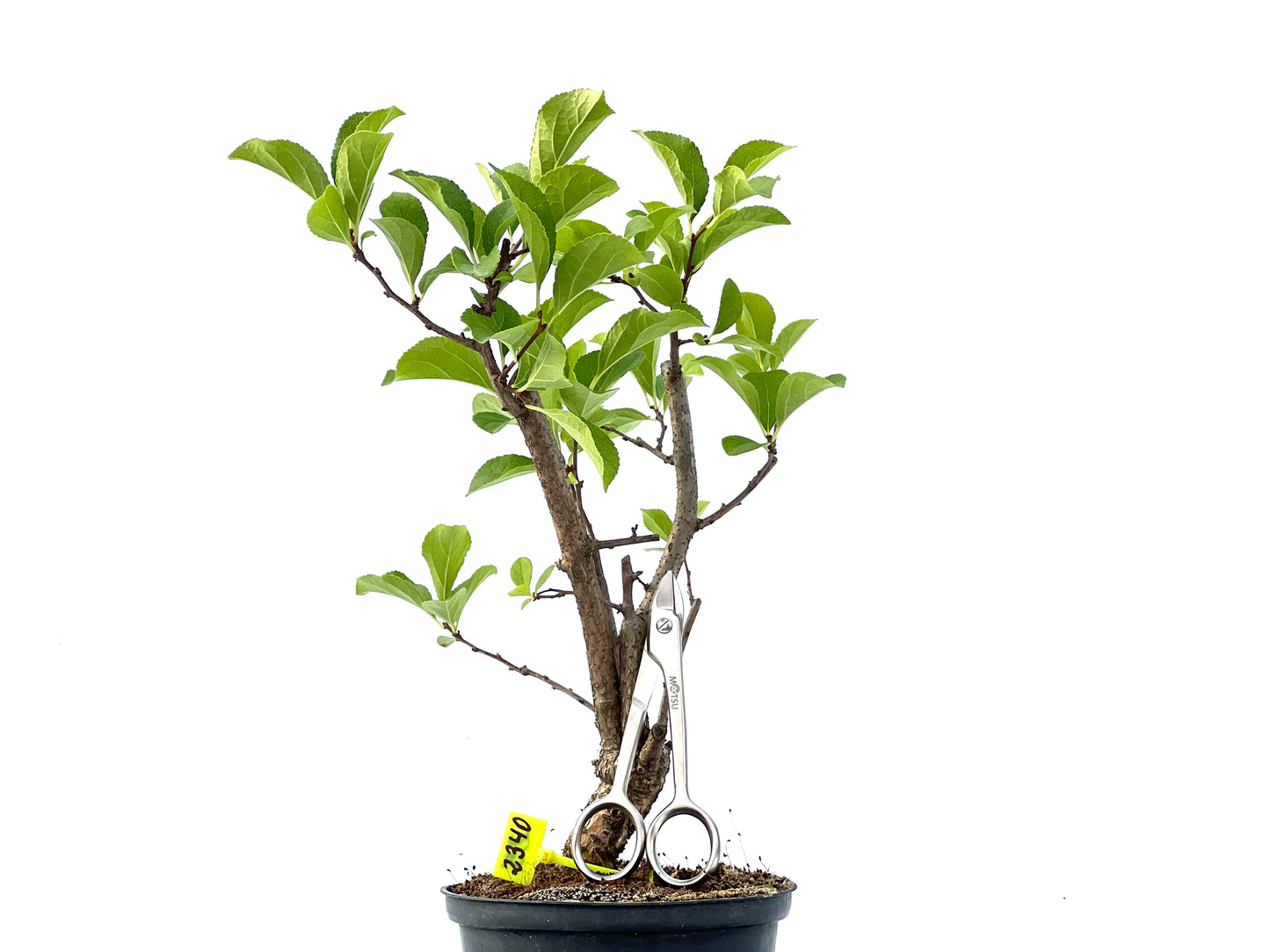 Celastrum Orbiculatus 2340