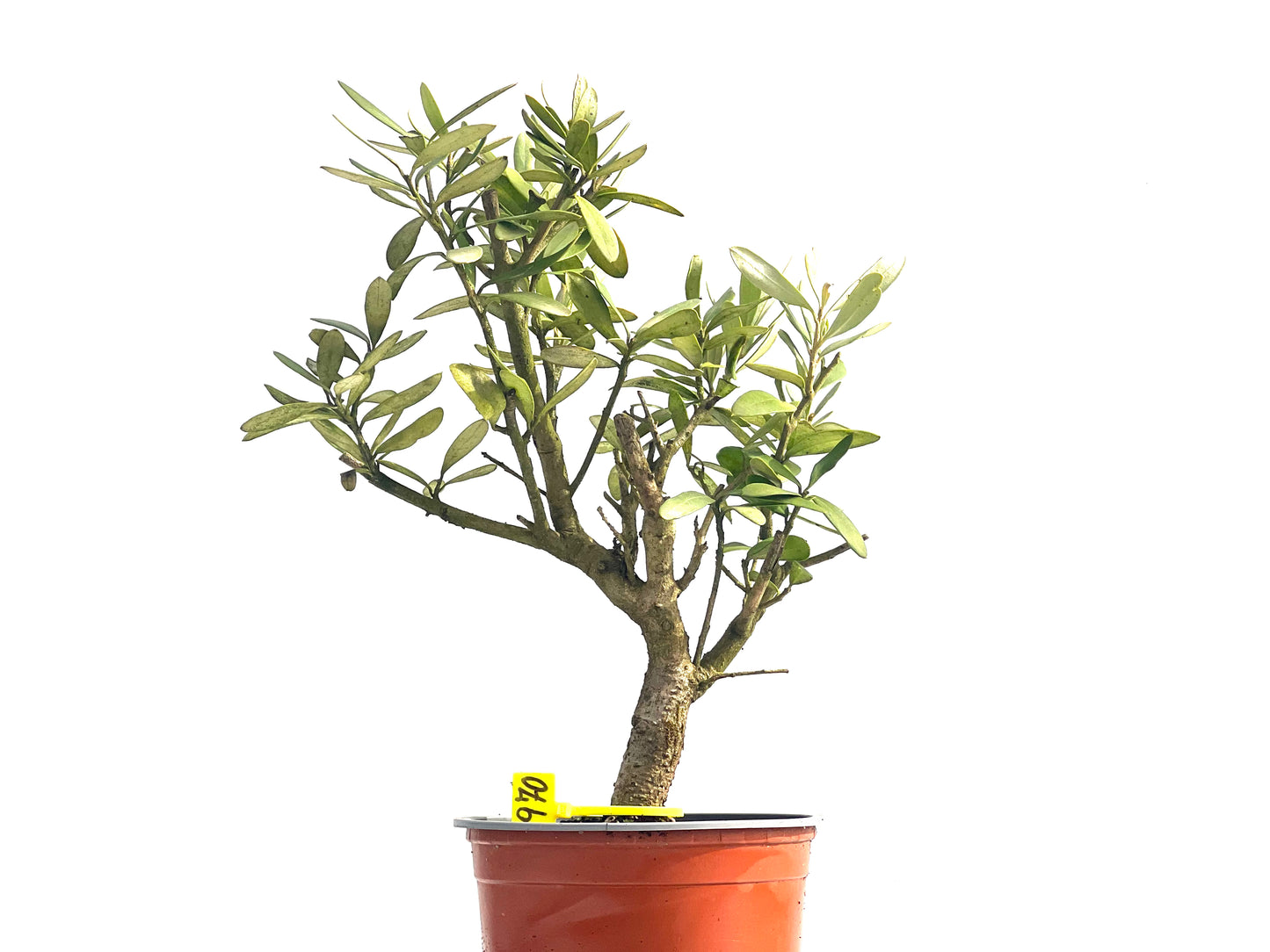 Olea Europaea Sylvestris 3970