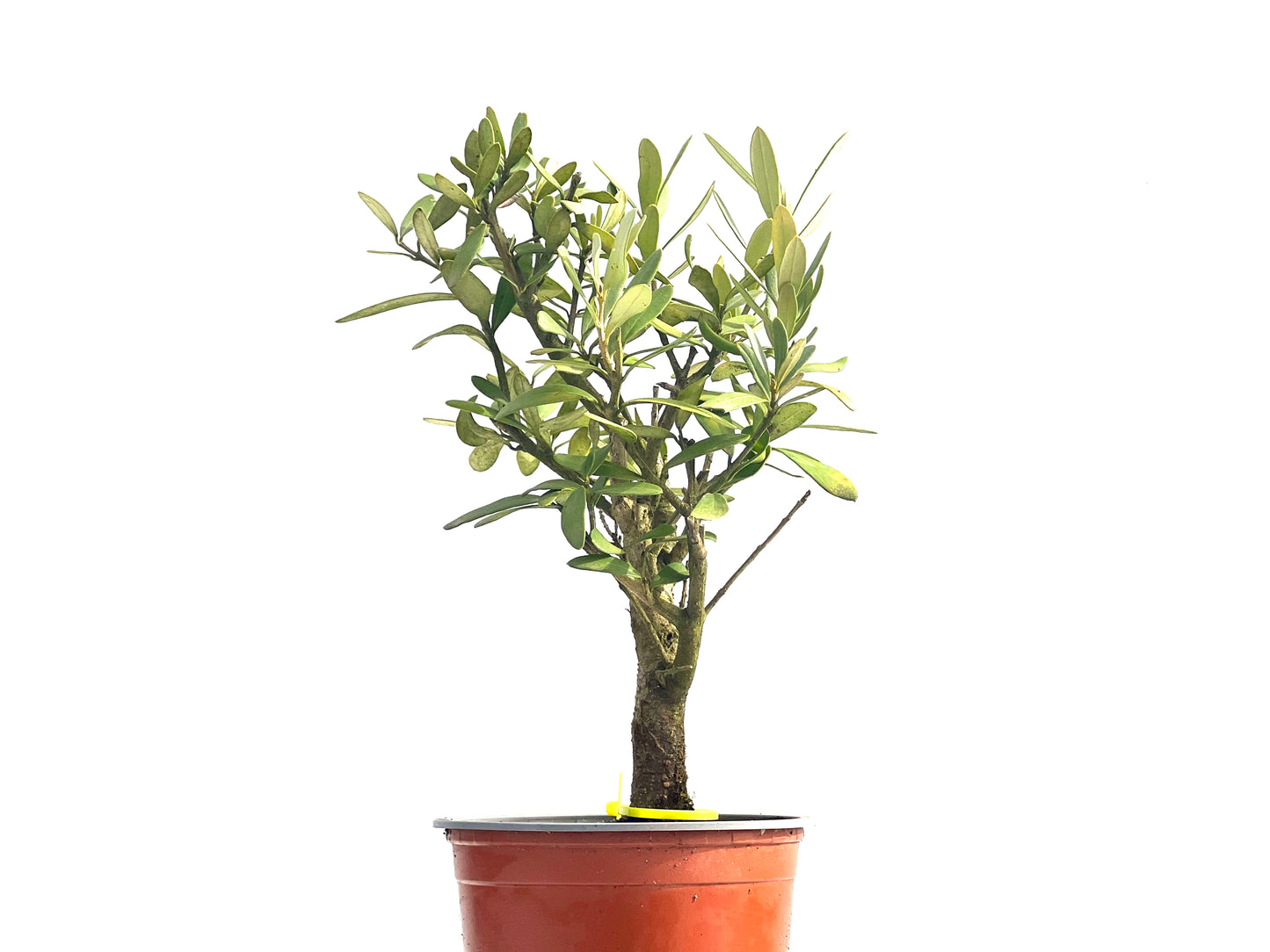 Olea Europaea Sylvestris 3970
