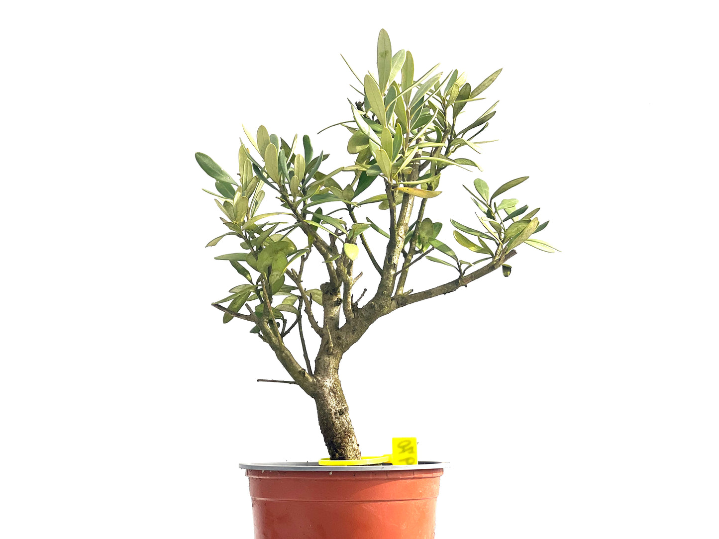 Olea Europaea Sylvestris 3970