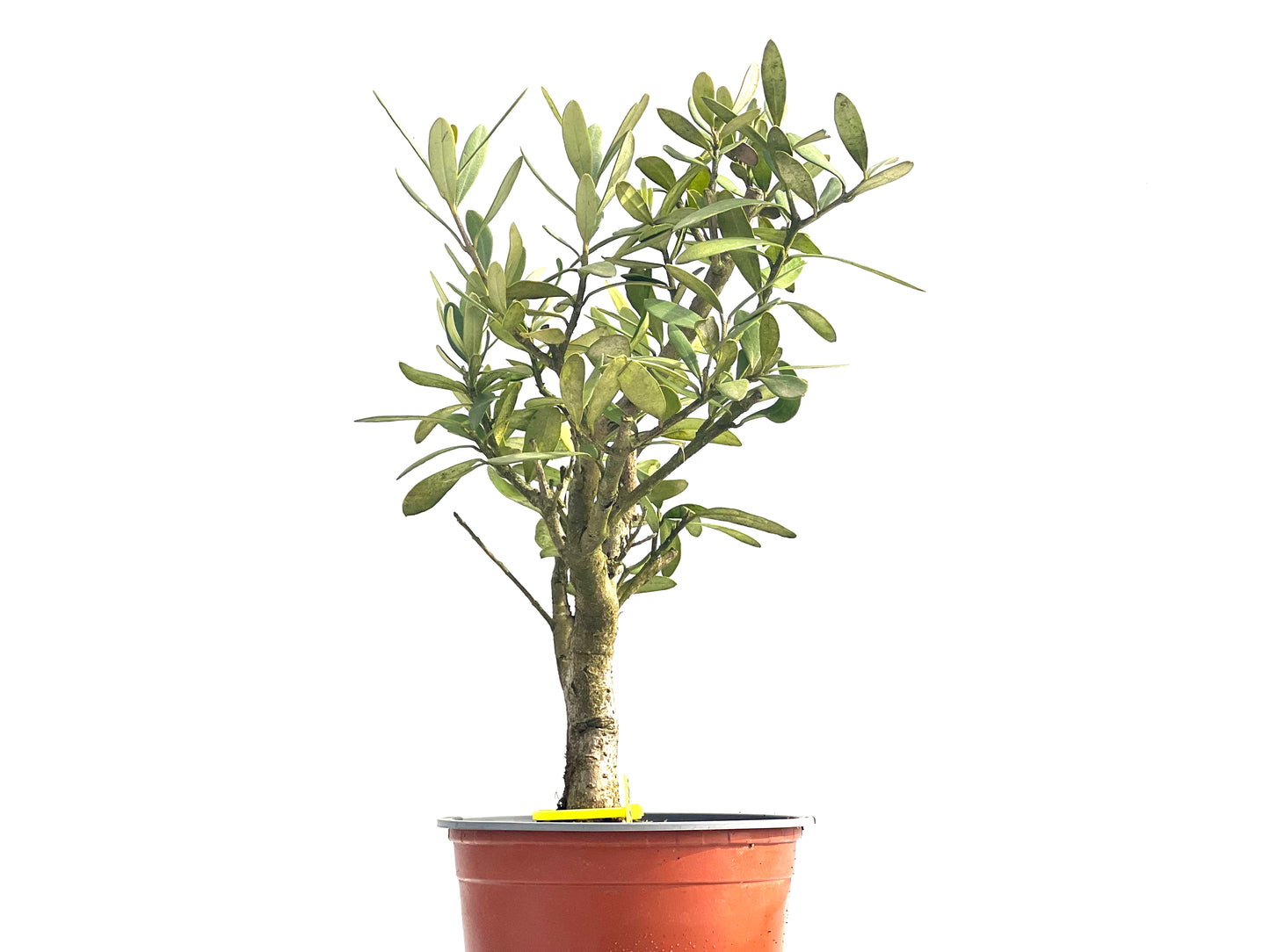 Olea Europaea Sylvestris 3970