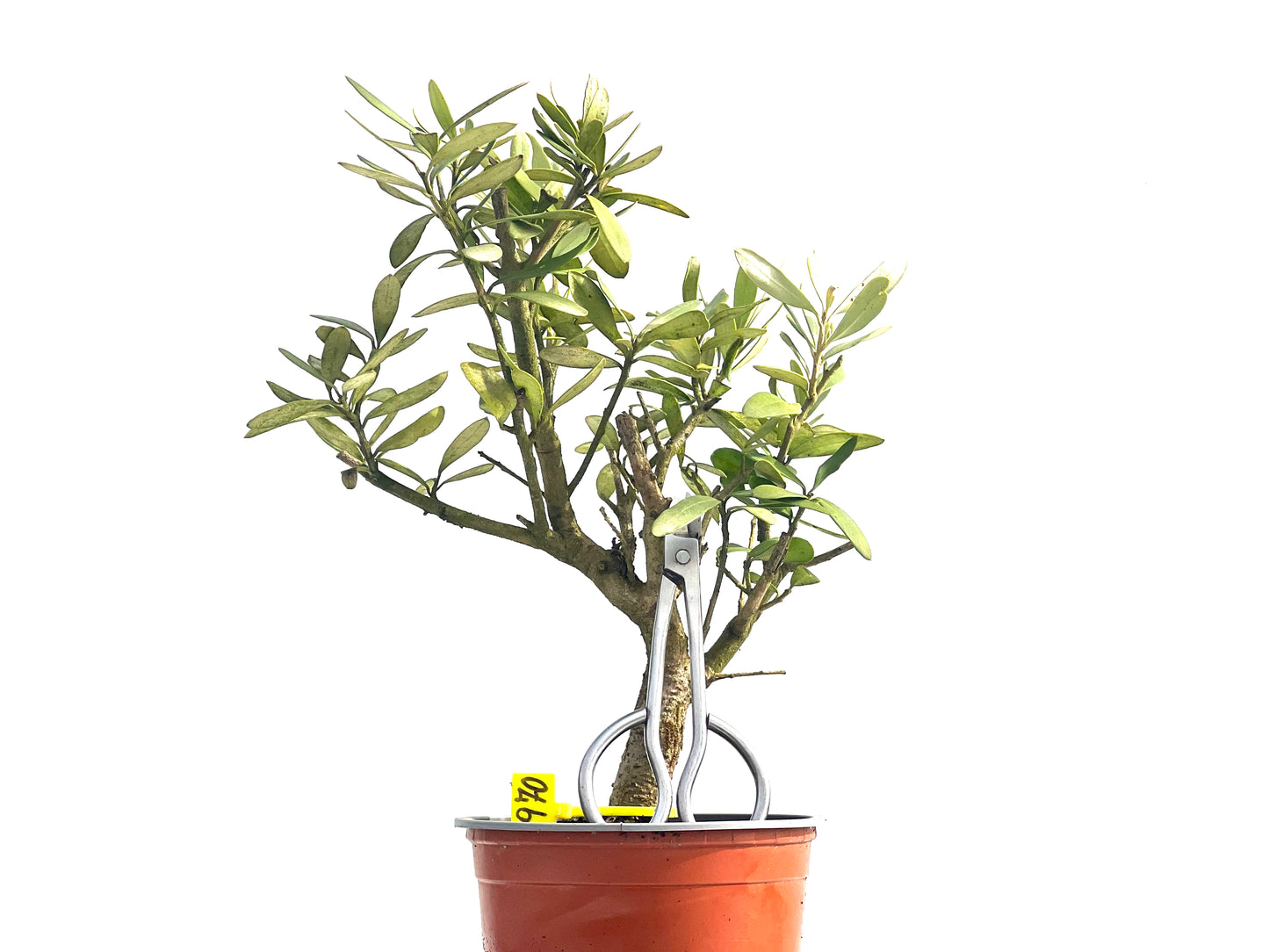 Olea Europaea Sylvestris 3970