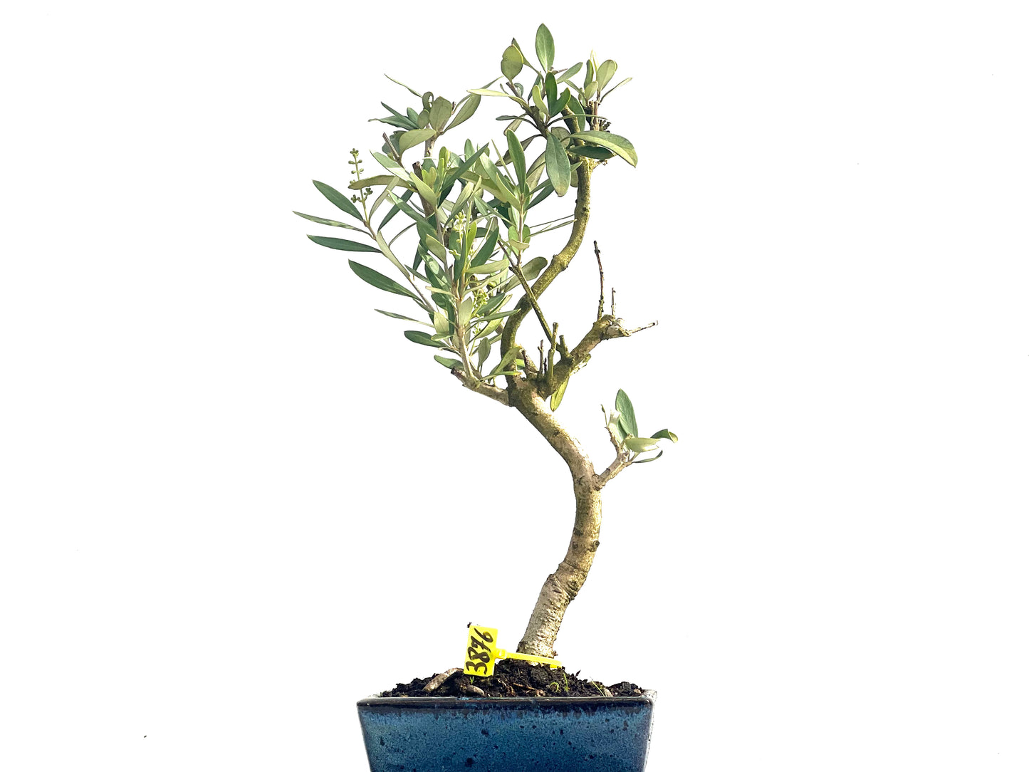 Olea Europaea 3876