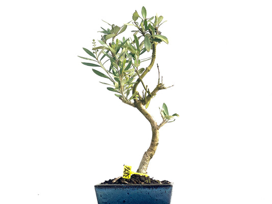 Olea Europaea 3876