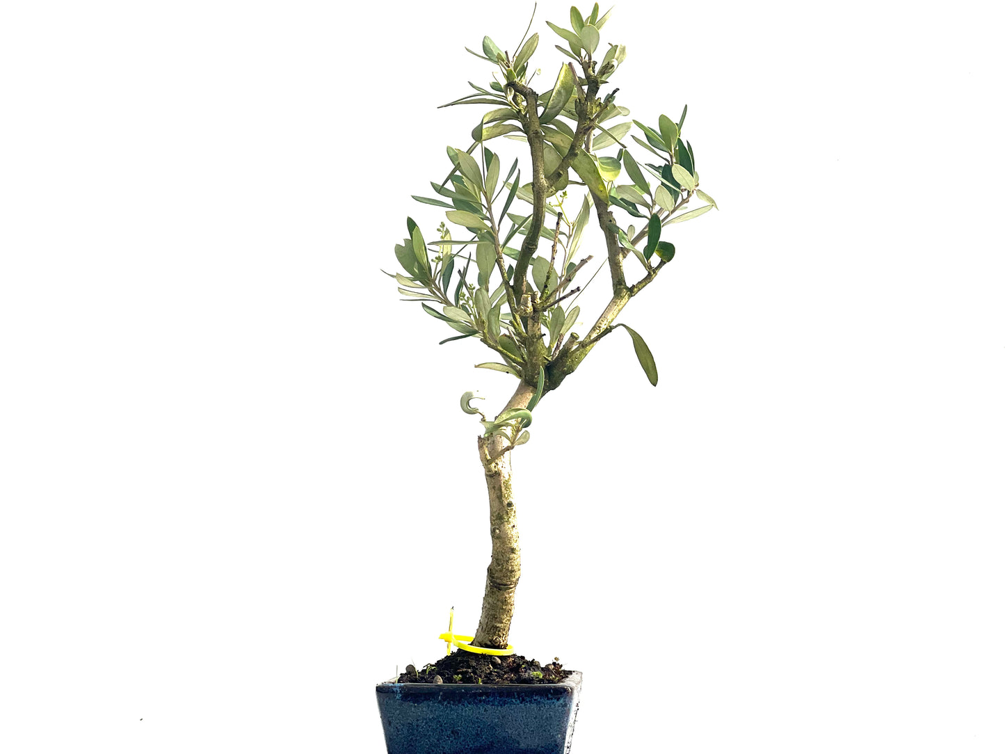 Olea Europaea 3876