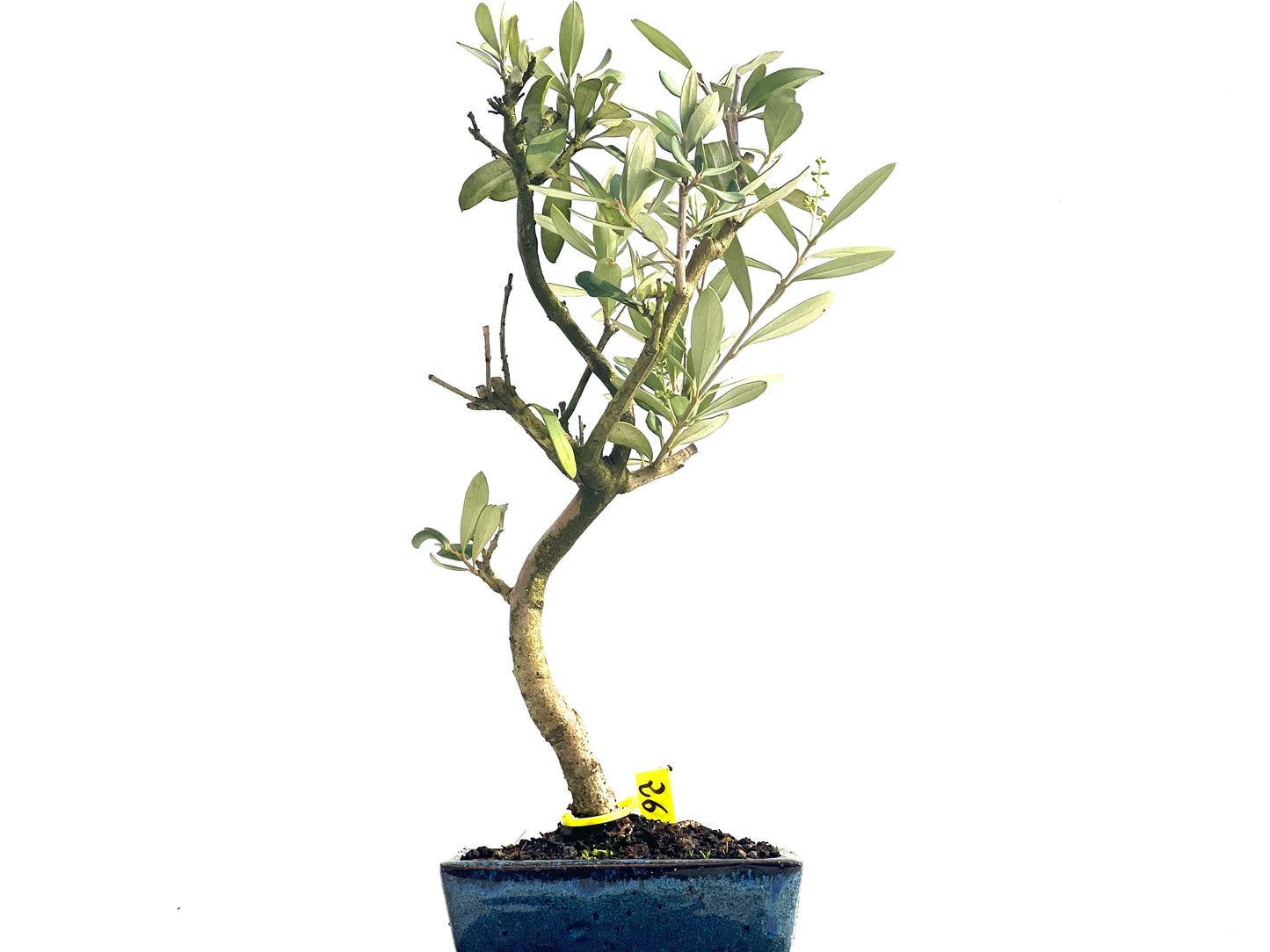 Olea Europaea 3876