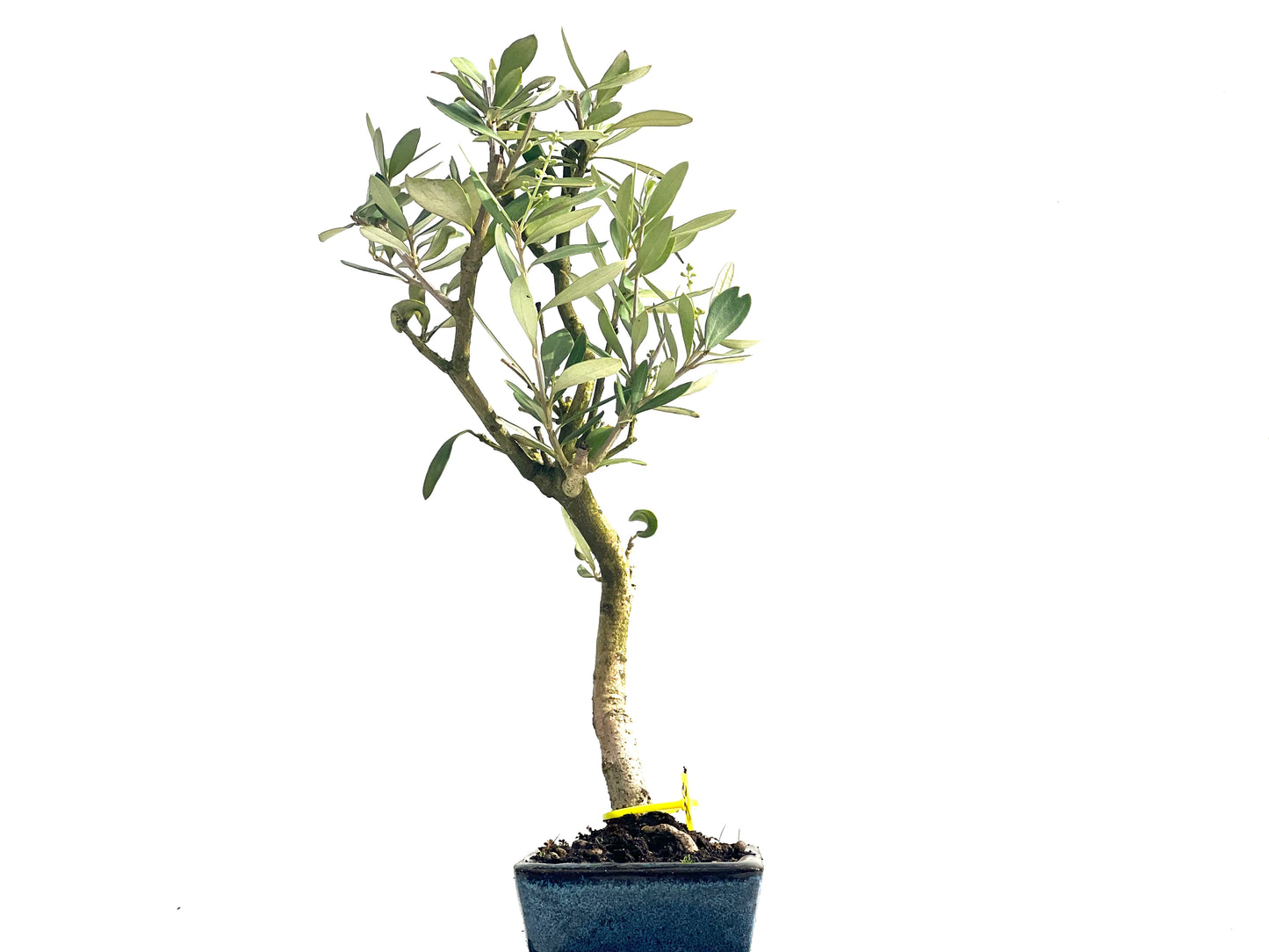 Olea Europaea 3876