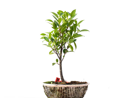 Ficus Tiger Bark 2368