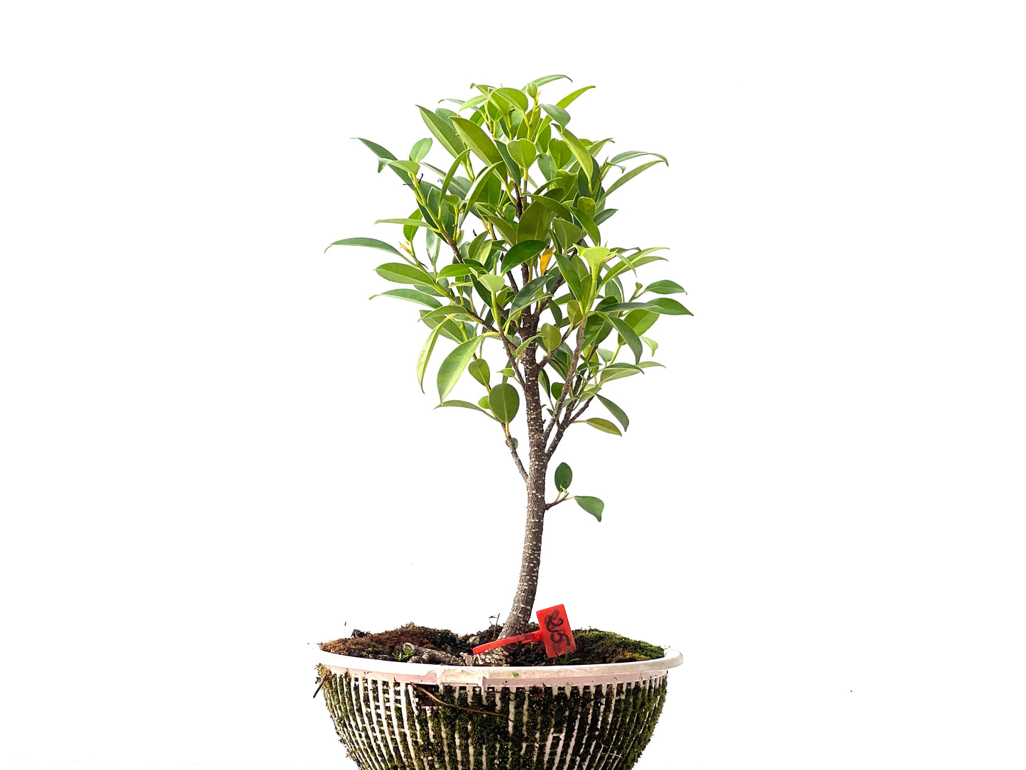 Ficus Tiger Bark 2368