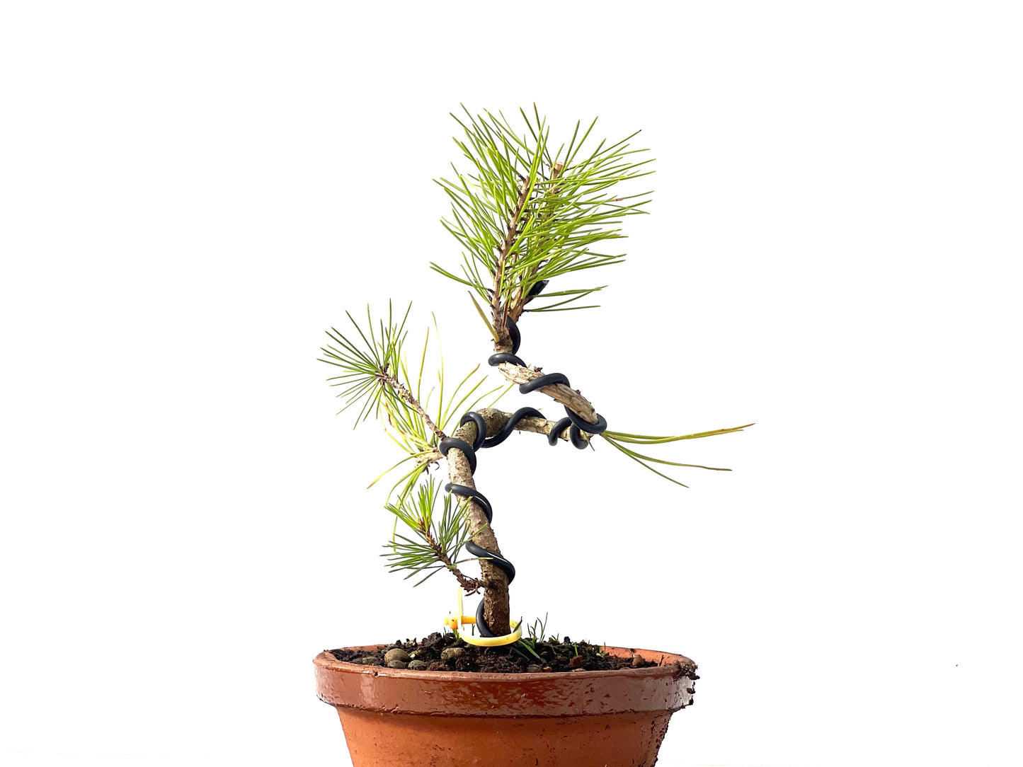 Pinus Densiflora 2367