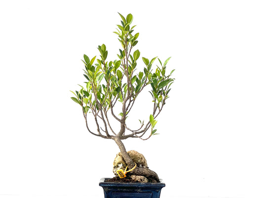 Ficus Tiger Bark 2371