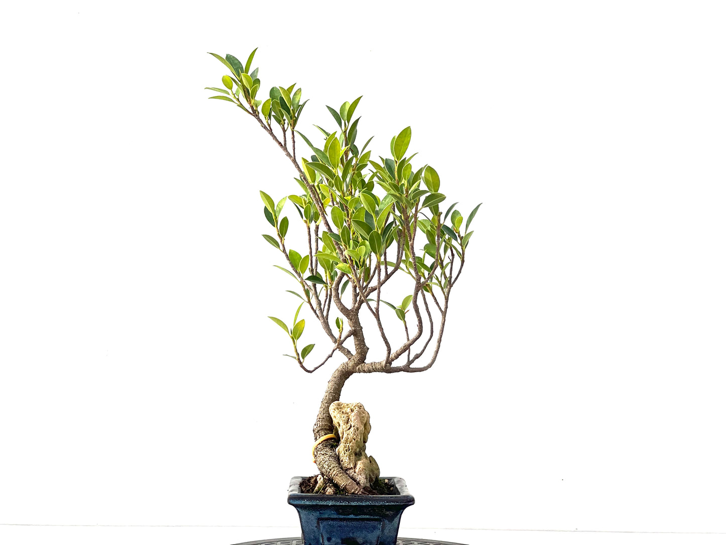 Ficus Tiger Bark 2371