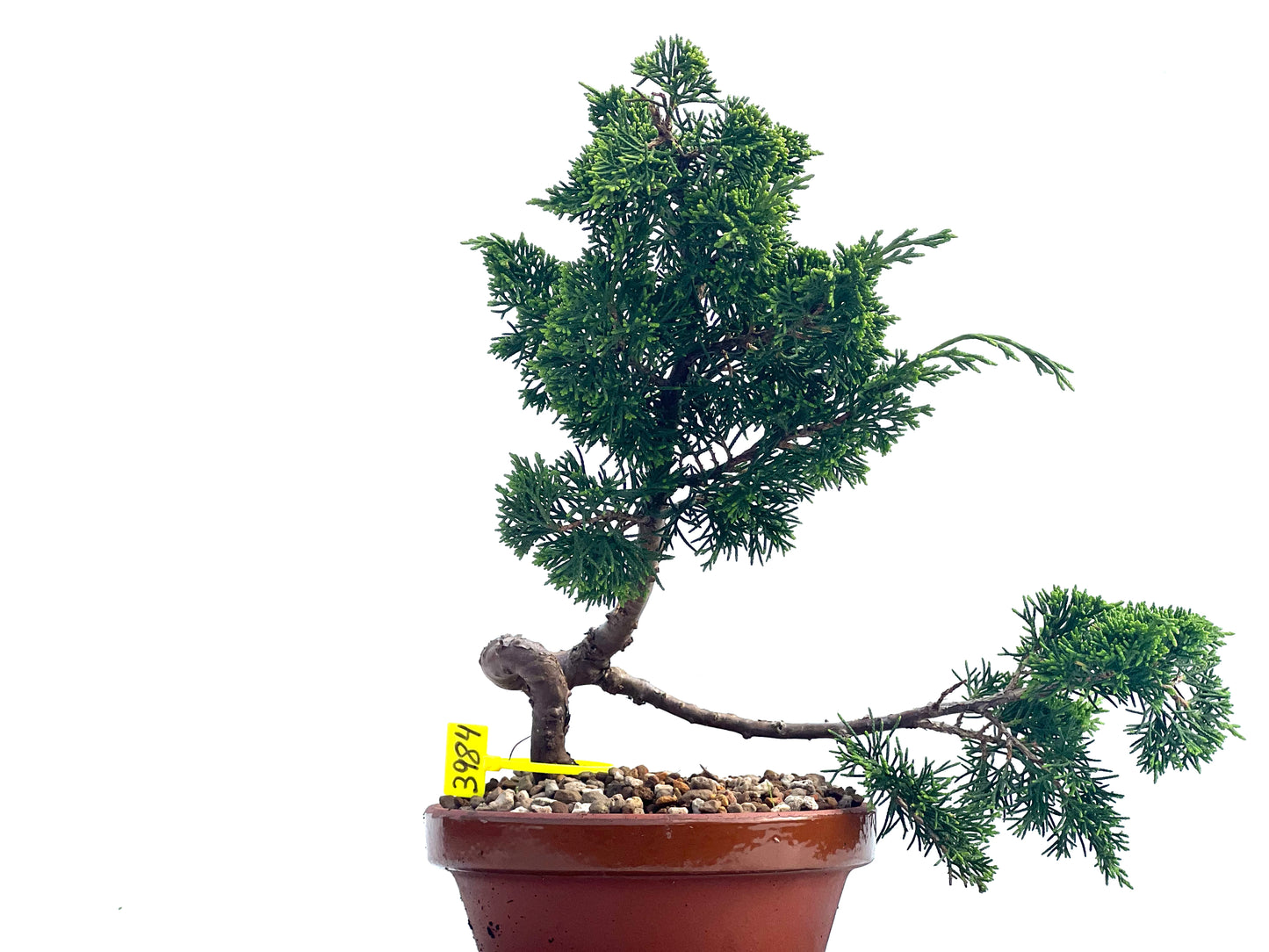 Juniperus Chinesis Itoigawa 3984