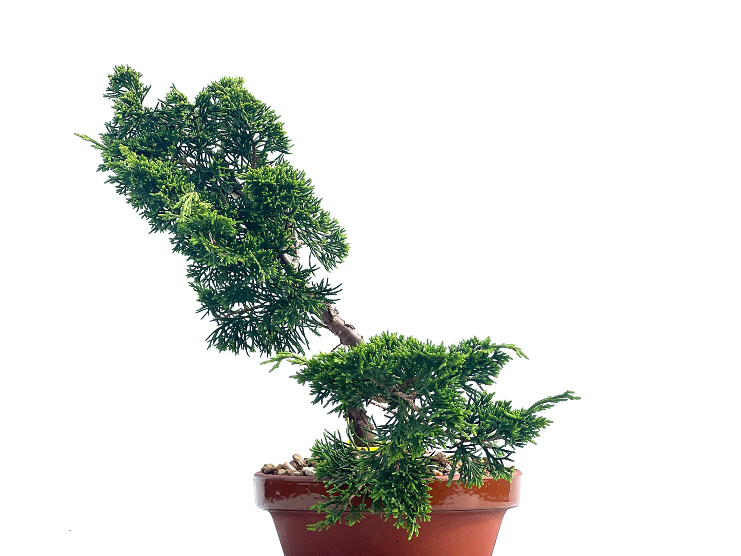 Juniperus Chinesis Itoigawa 3984