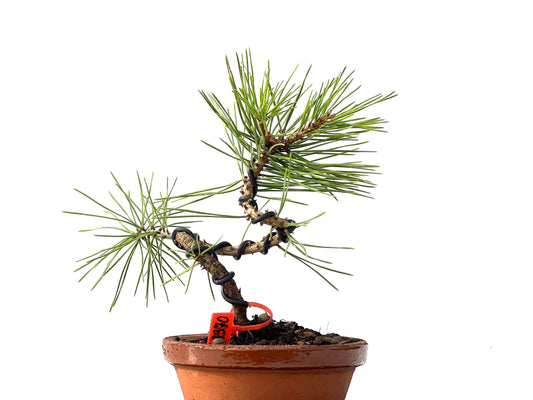 Pinus Densiflora 2370