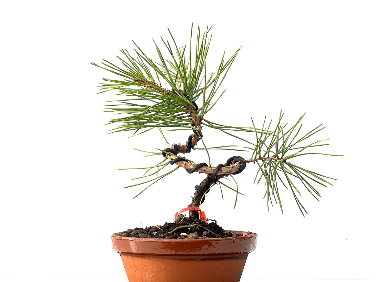 Pinus Densiflora 2370