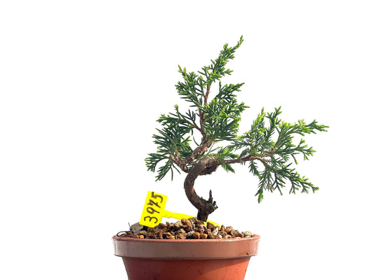 Juniperus Chinensis Itoigawa 3975