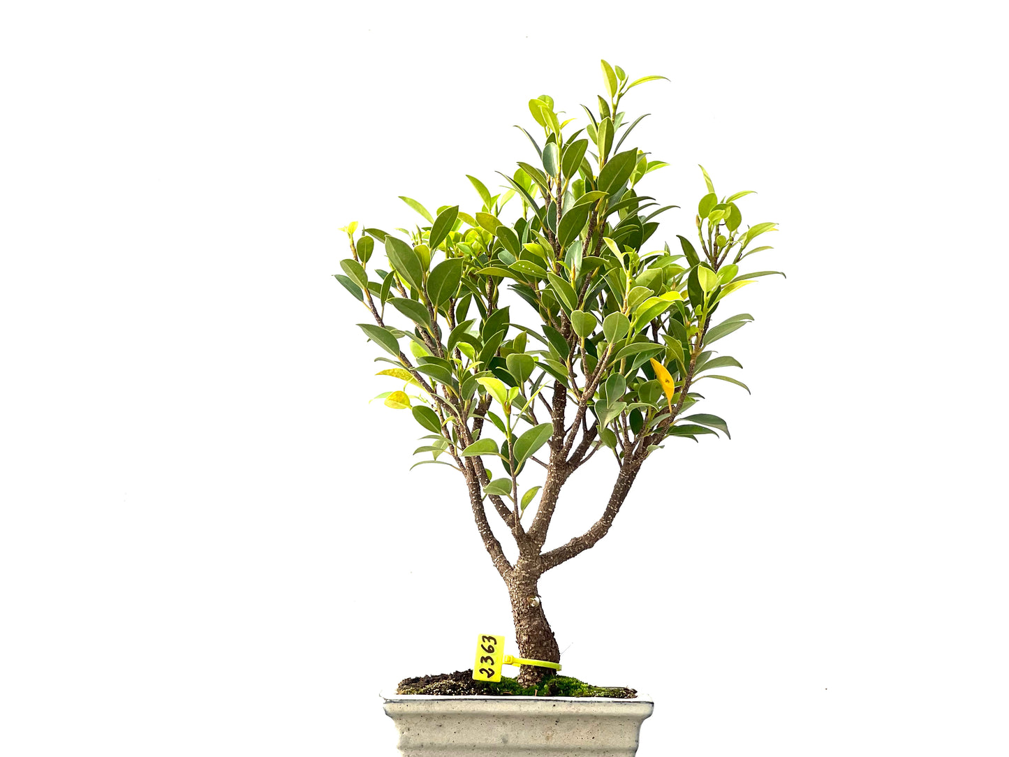 Ficus Tiger Bark 2363