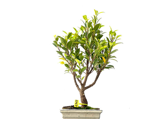 Ficus Tiger Bark 2363