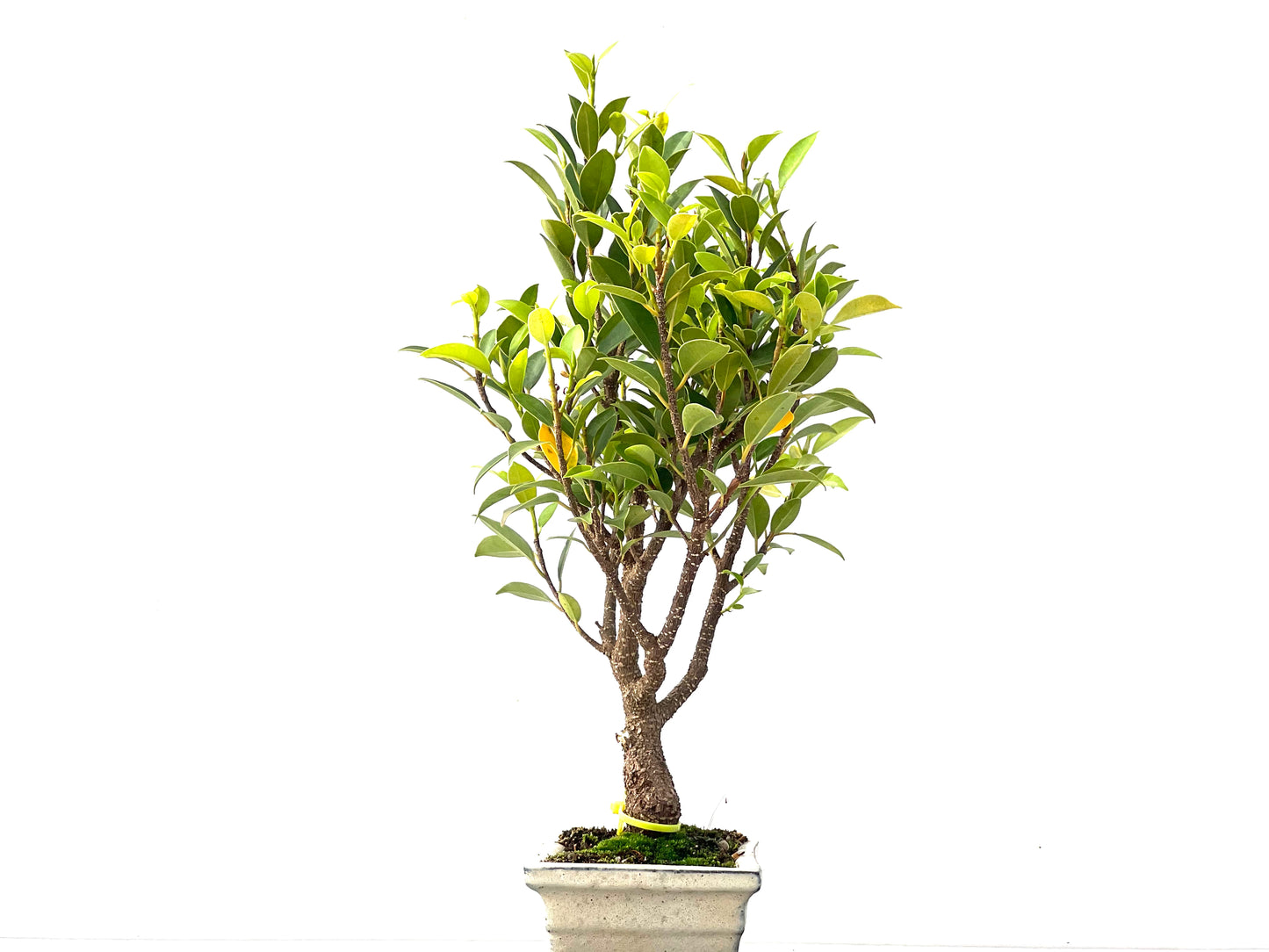 Ficus Tiger Bark 2363