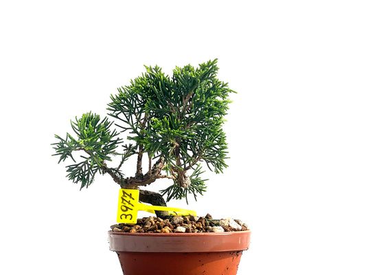 Juniperus Chinensis Itoigawa 3977
