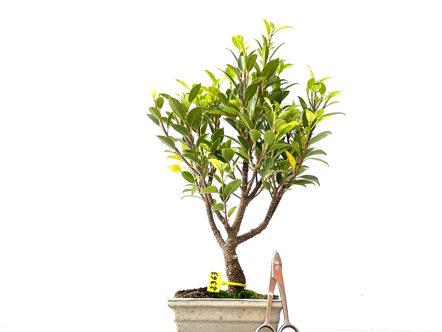 Ficus Tiger Bark 2363