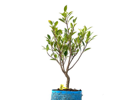 Ficus Tiger Bark 2361