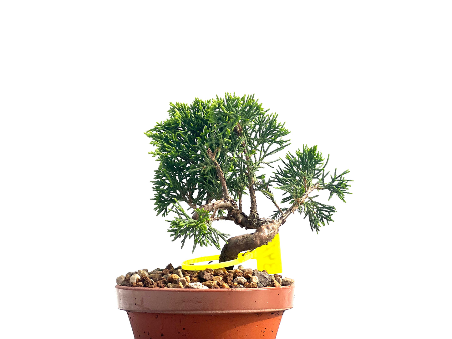Juniperus Chinensis Itoigawa 3977