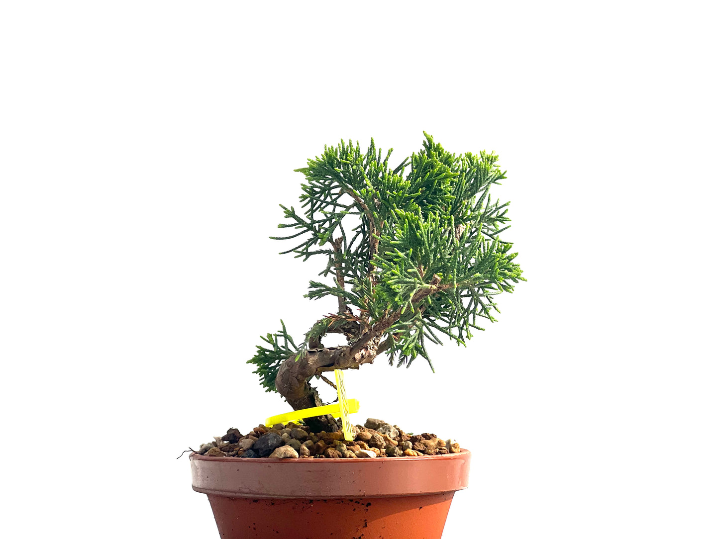 Juniperus Chinensis Itoigawa 3977