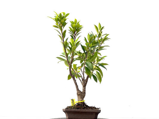Ficus Tiger Bark 2365