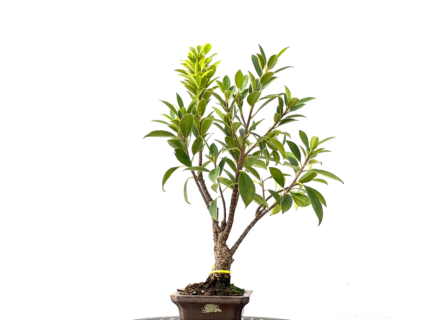 Ficus Tiger Bark 2365