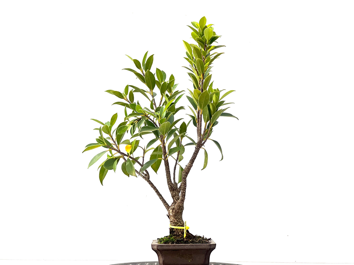 Ficus Tiger Bark 2365