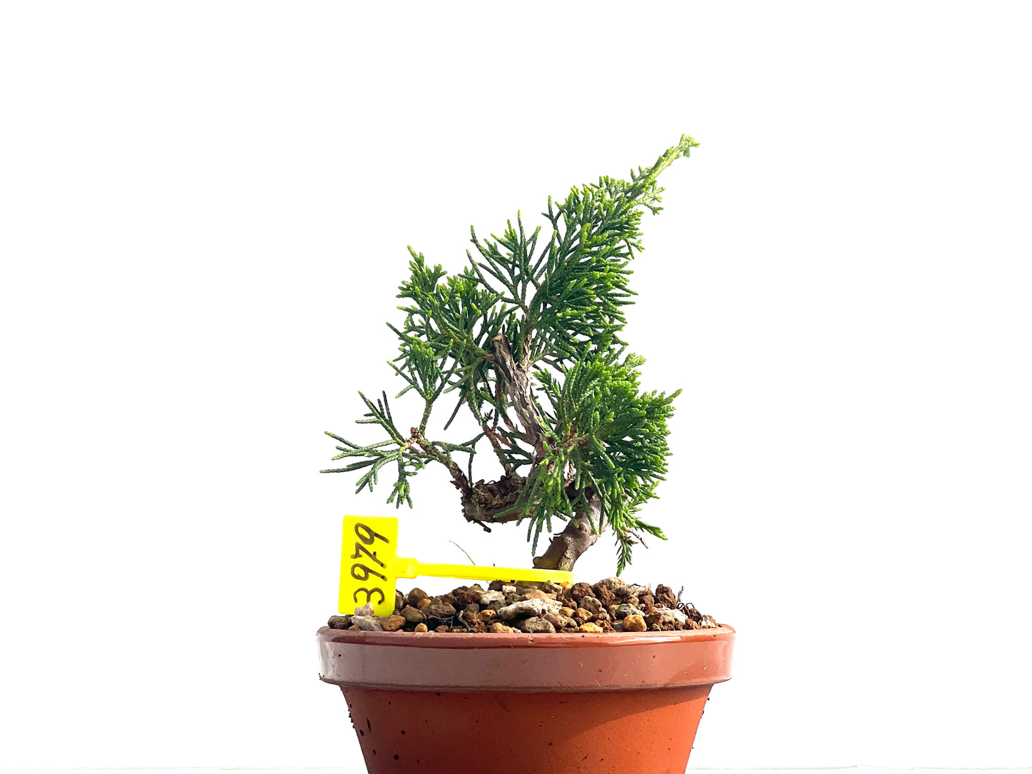 Juniperus Chinensis Itoigawa 3979