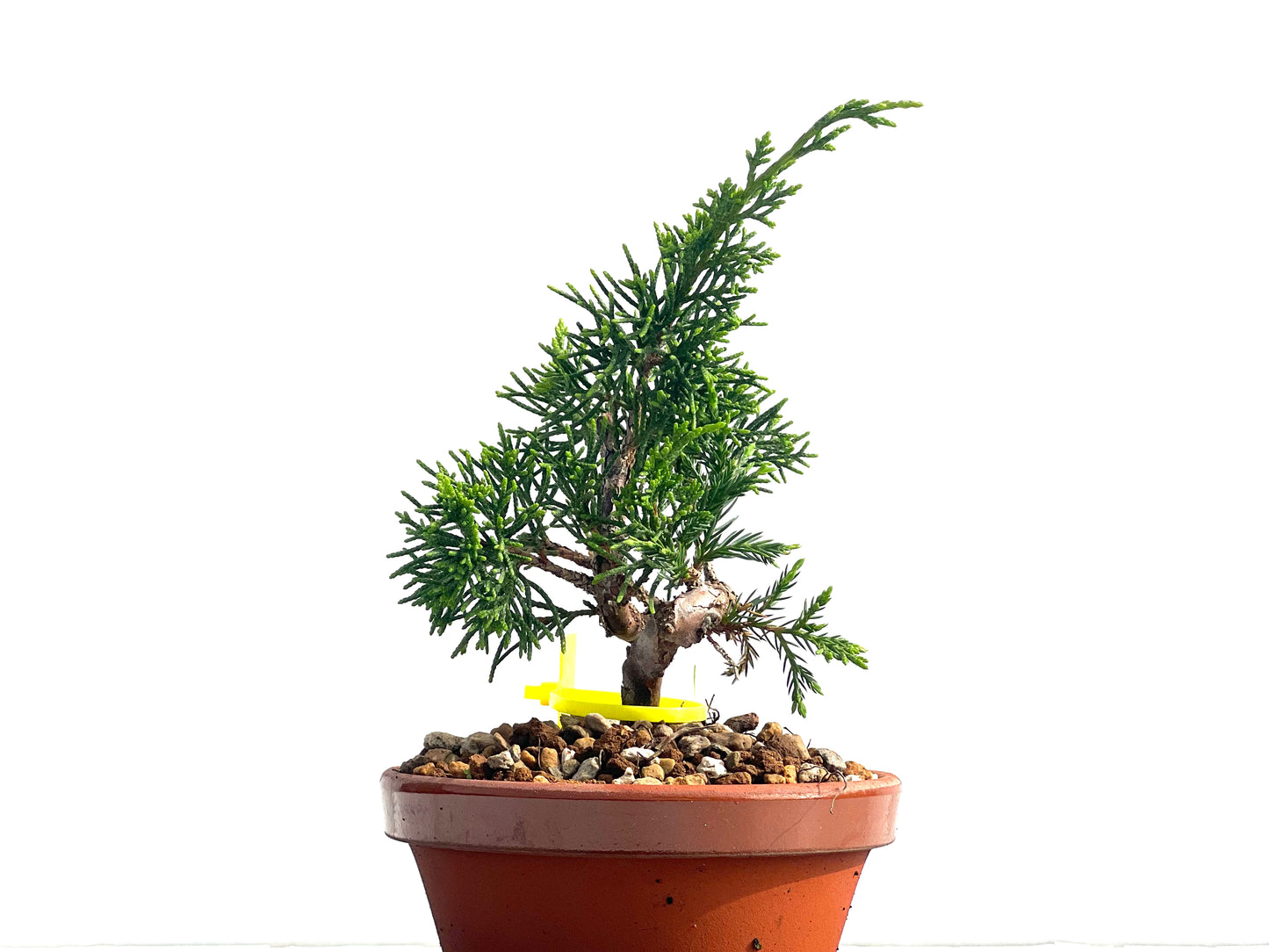 Juniperus Chinensis Itoigawa 3979