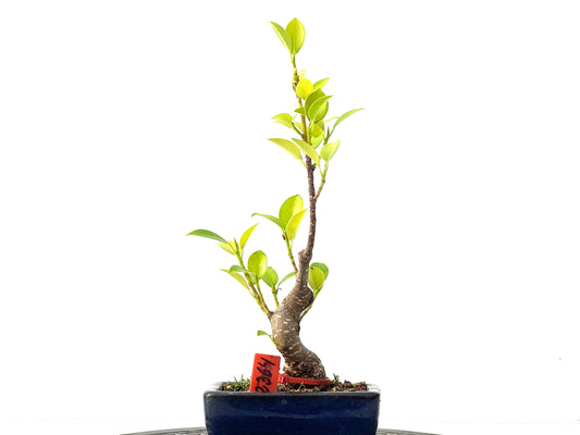 Ficus Tiger Bark 2364