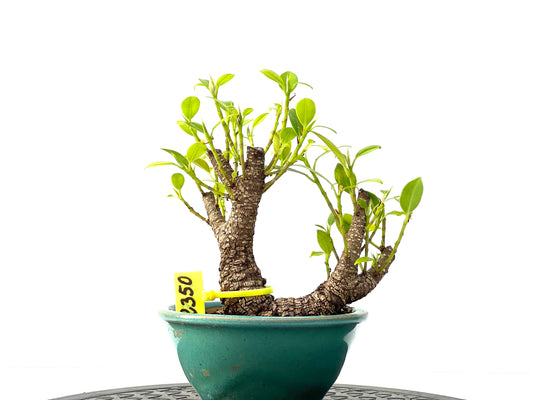Ficus Tiger Bark 2350