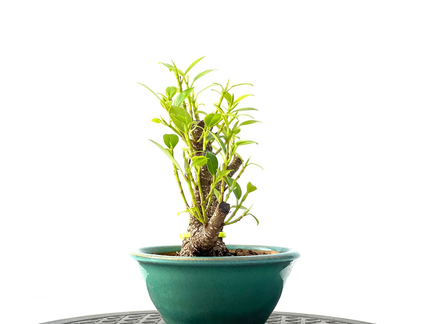 Ficus Tiger Bark 2350