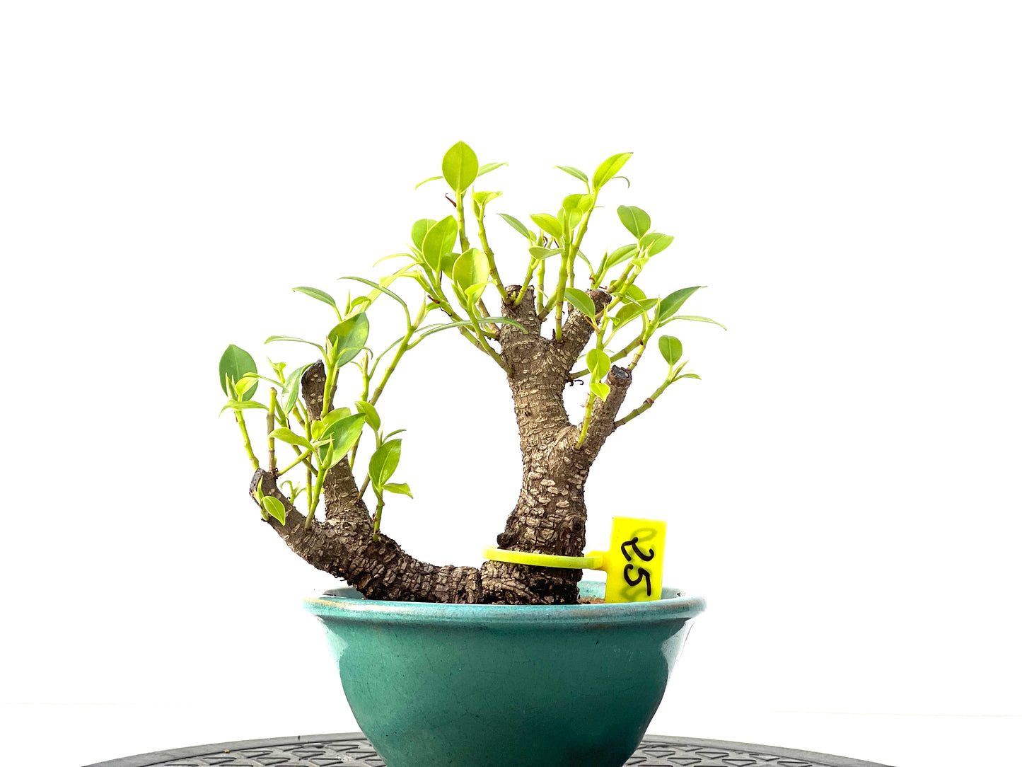 Ficus Tiger Bark 2350