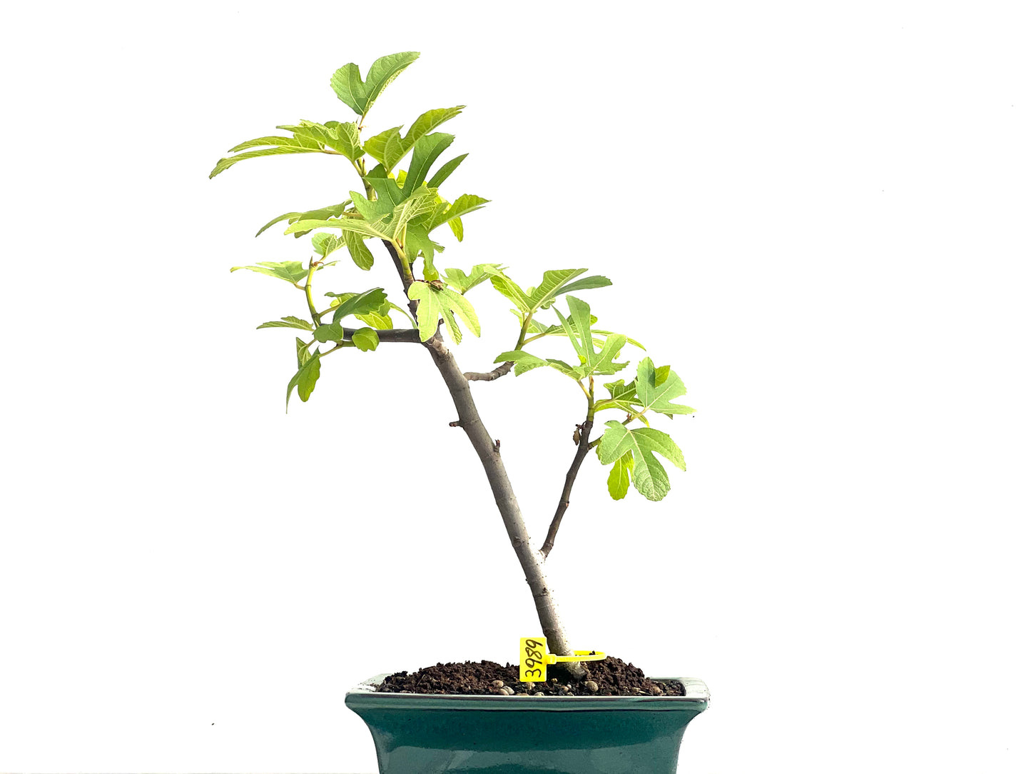 Ficus Carica 3989