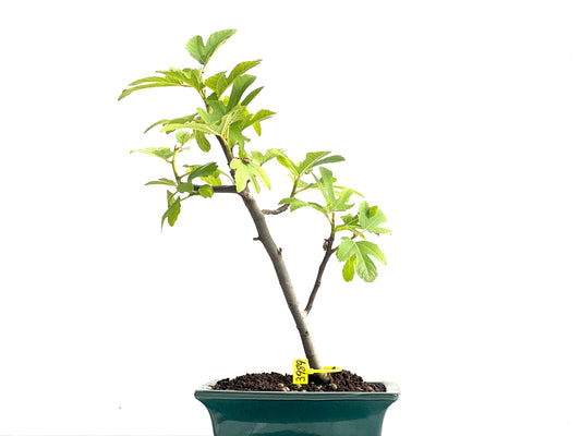 Ficus Carica 3989
